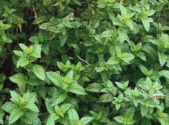 เมล็ดพันธุ์สเปียร์มินท์ Spearmint 200 เมล็ด