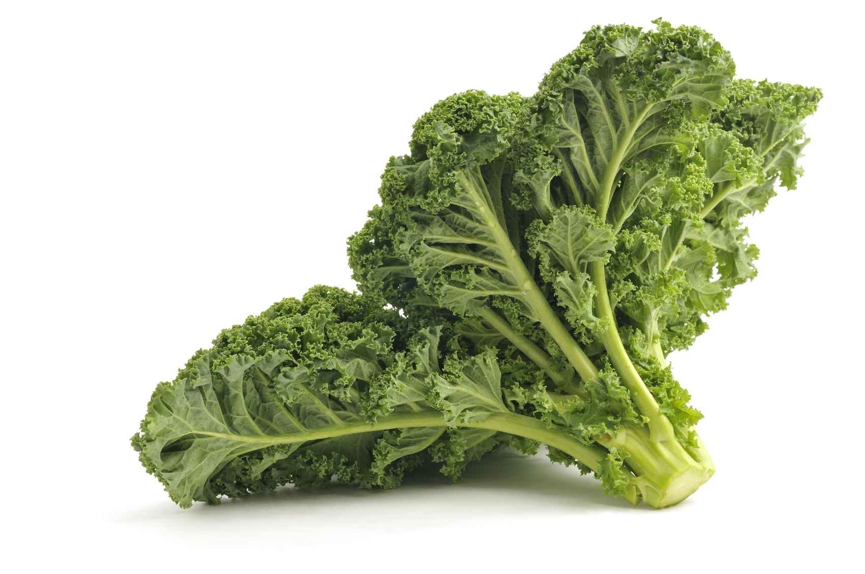 เมล็ดพันธุ์ คะน้าใบหยัก kale green 20 เมล็ด