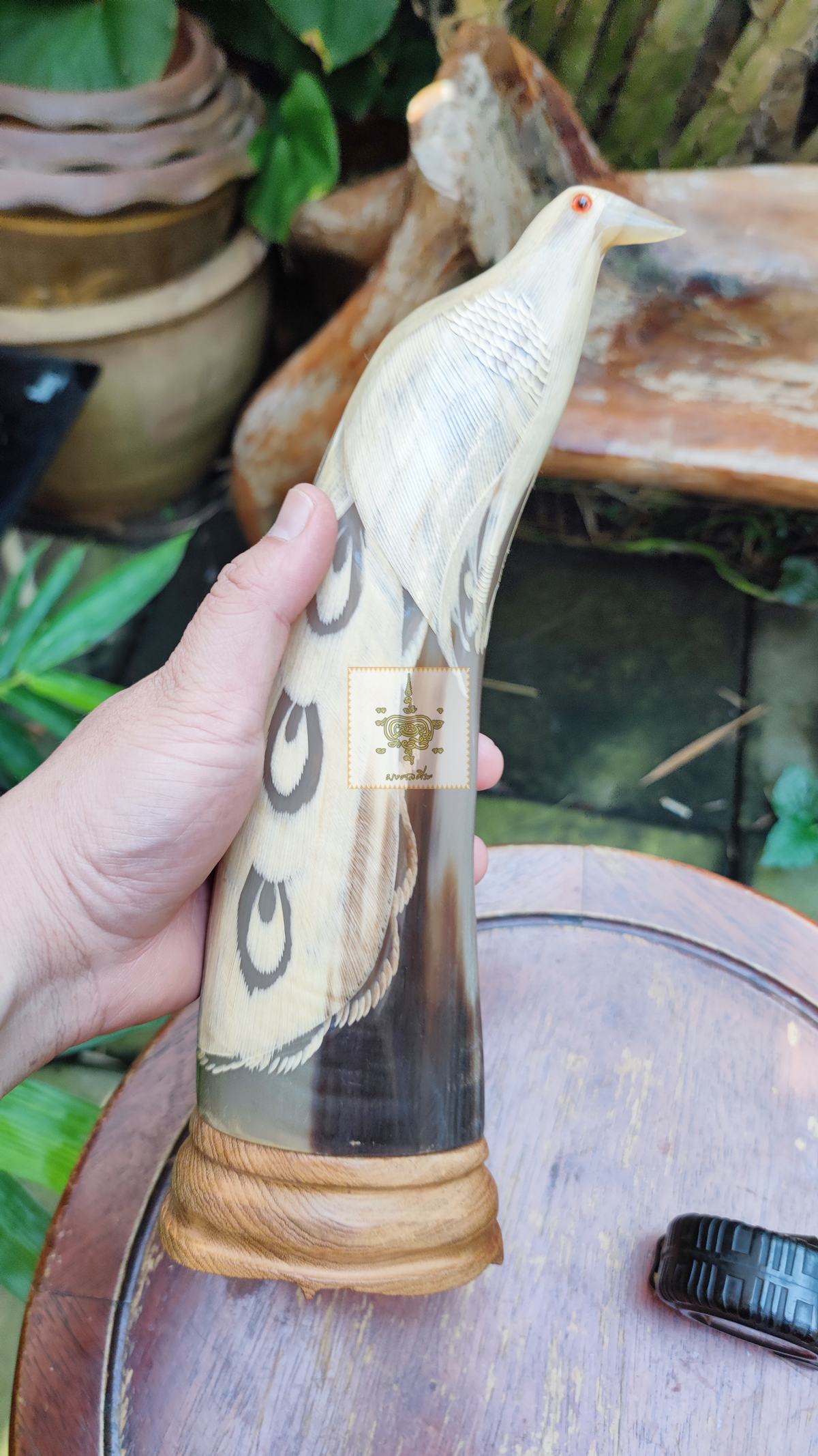 นกเขาควายเผือก