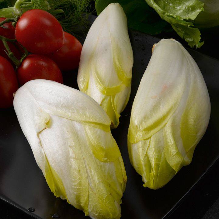 ผักชิโครี่ สีขาว Chicory White 50 เมล็ด