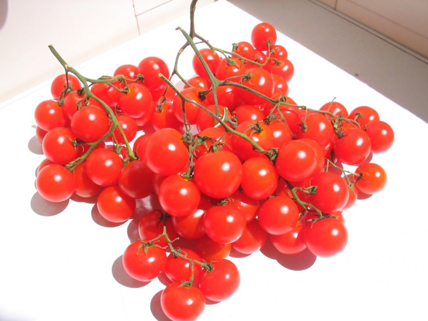 เมล็ดมะเขือเทศพวงองุ่น Riesentraube Tomato 50 เมล็ด