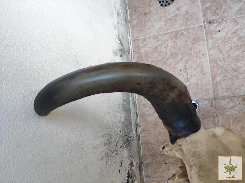 เขาวัว เหวี่ยงหลัง