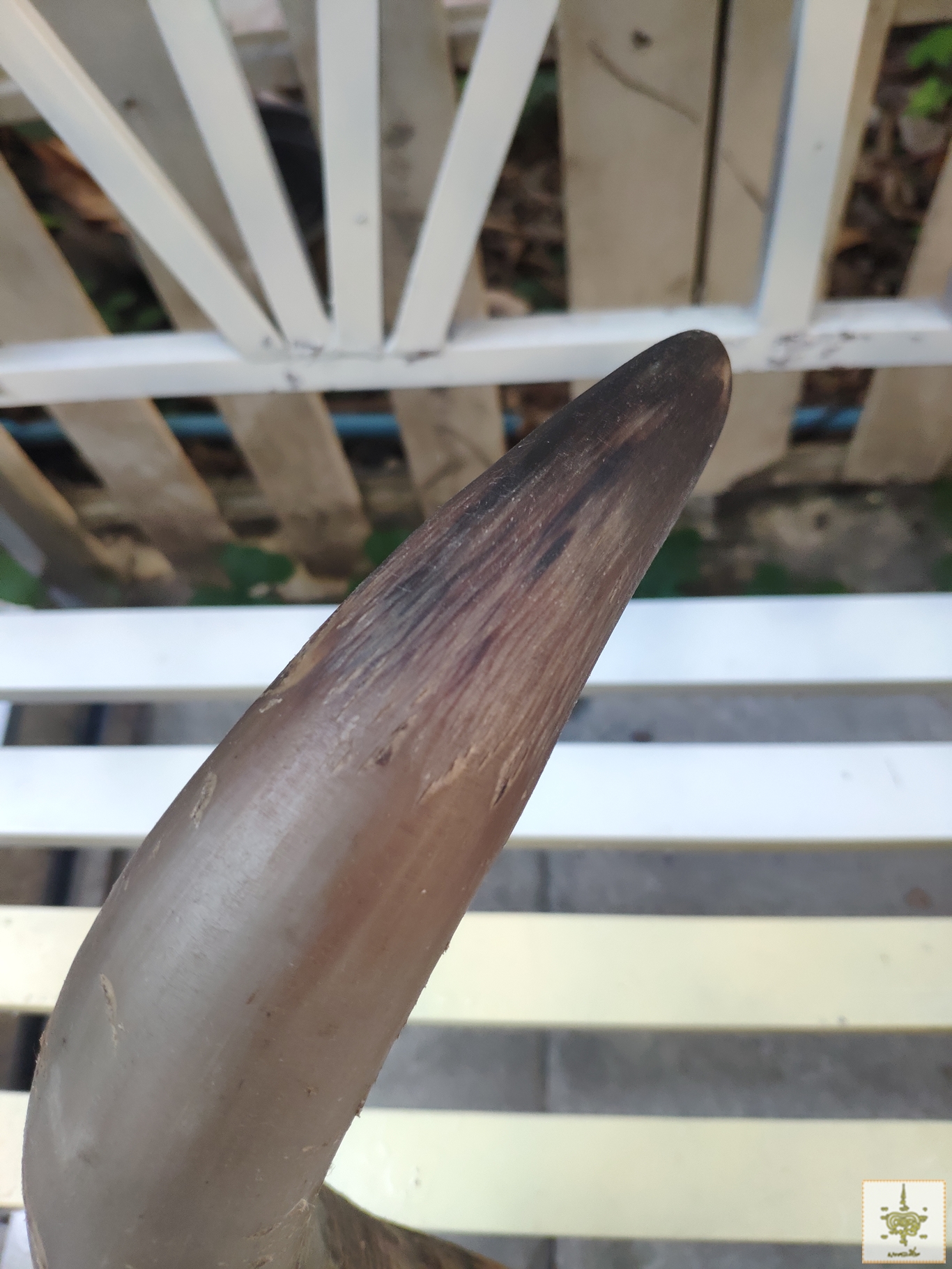 เขาวัวปลายแดง