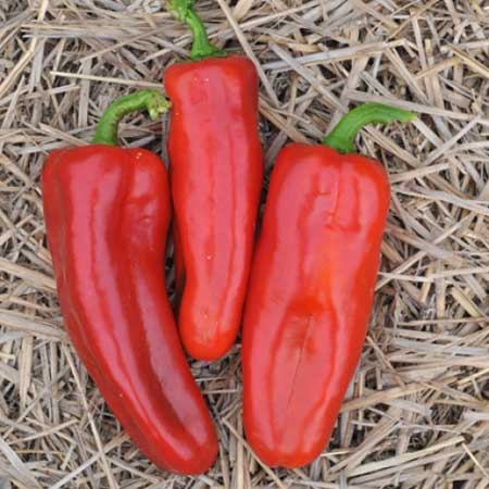 พริกหวาน มาโคนีสีแดง Red Marconi Pepper ชุดละ 12-15 เมล็ด
