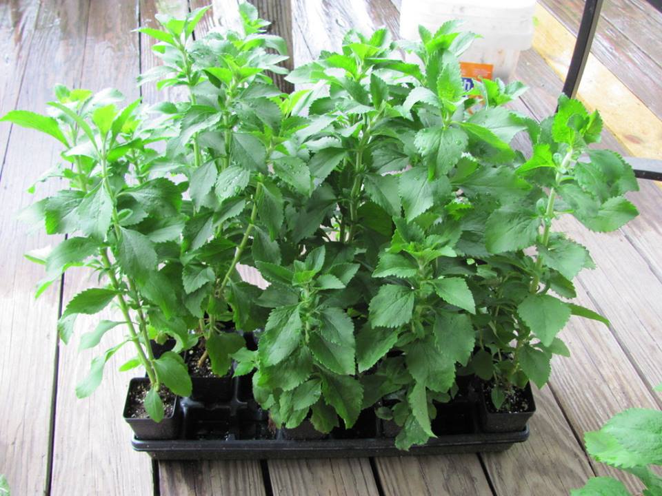 เมล็ดพันธุ์สมุนไพร หญ้าหวาน Stevia Rebaudiana Sweetleaf Sugar Herb 50 เมล็ด