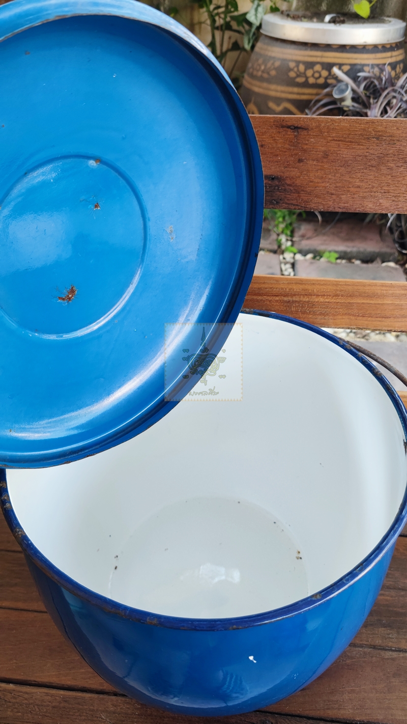 หม้ออวย ใบใหญ่