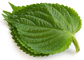 เมล็ดพันธุ์ชิโสะ (ใบเขียว) Green Shiso Leaf 20 เมล็ด