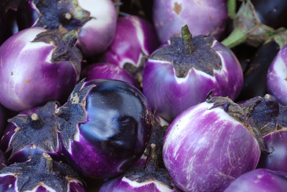มะเขือม่วง บาบาแรลล่า Barbarella eggplants 30 เมล็ด