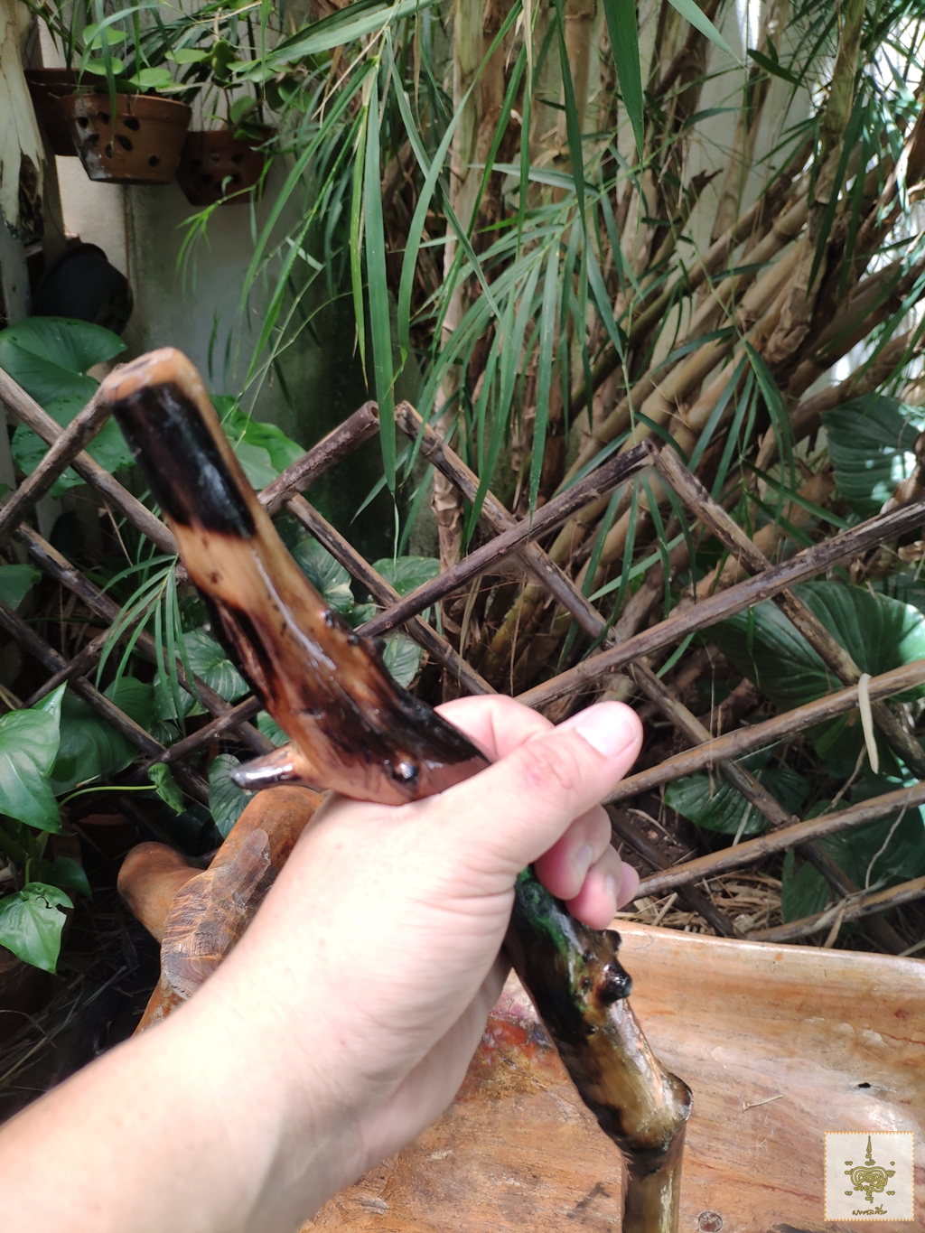 ไม้เท้า ไม้ปังยายา