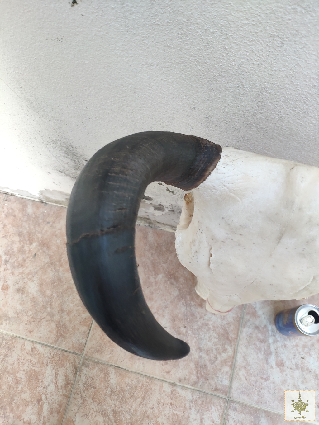 เขาวัว 5