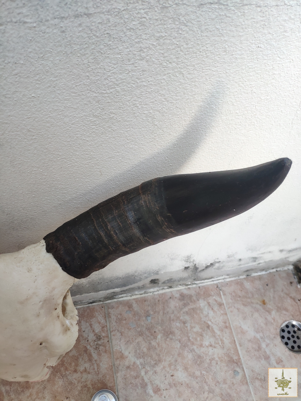 เขาวัว 3