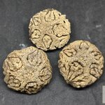 ผลพระเจ้า 5 พระองค์