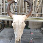 เขาวัวปลายแดง