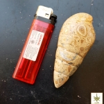 พระธาตุแกะเป็นหอย