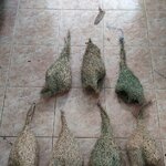 รังนกกระจาบขนาดกลาง