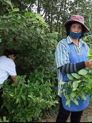 วิธีกิน อังกาบหนู