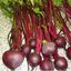 เมล็ดบีทรูท Beetroot 50 เมล็ด