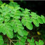 ผงใบมะรุม 100% (Moringa Leaves Powder)