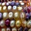 ข้าวโพดอัญมณี Corn Rainbow Glass Gem Corn 6 เมล็ด