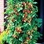 สตรอเบอรี่เลื้อย Climbing Strawberry 30 เมล็ด