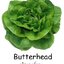 เมล็ดผักสลัด Butter Head พันธุ์แท้!! ถุงละ 100 เมล็ด