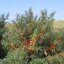 ซี บัคธอร์น (ผลไม้มหัศจรรย์) Sea Buckthorn 20 เมล็ด