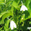 ผงทองพันชั่ง 100% (Rhinacanthus nasutus Powder)