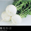 เมล็ดหัวไช้เท้าพันธุ์โชกุน Shogoin Turnip 300 เมล็ด