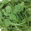 เมล็ดผักสลัด Arugula Rocket 200 เมล็ด
