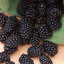 เมล็ดแบลคเบอร์รี่ Blackberry 20 เมล็ด