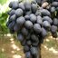 องุ่นดำไร้เมล็ด Seedless Black Grape Seeds 10 เมล็ด