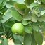 ผงใบฝรั่ง 100% (Guava Leaf Extract Powder)