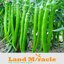 พริกยาวเขียว Green Long Pepper ชุดละ 10-15 เมล็ด