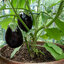 เมล็ดมะเขือม่วงยักษ์ Black Beauty Eggplant 50 เมล็ด