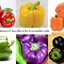 พริกหวาน 6 สี - สีแดง เหลือง ส้ม เขียว ม่วง ดำแบบละสีละ 20 เมล็ด
