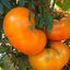 มะเขือเทศผลใหญ่ สีเหลืองแบรนด์ดี้วาย Brandywine tomato 20 เมล็ด