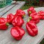 พริกฮาบานีโร สีแดง(กินได้) Red habanero pepper 20 เมล็ด