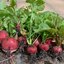 แรดิช เชอร์รี่ เบลล์ (Radish cherry bell) 150 เมล็ด