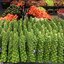กะหล่ำดาว สีเขียว Green Brussels Sprout 100 เมล็ด