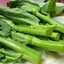 เมล็ดพันธุ์คะน้าฮ่องกงจัมโบ้ 500 เมล็ด