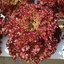 เมล็ดผักสลัด Red Coral ถุงละ 100 เมล็ด