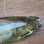 ขวดเหล้า เนปาล khukri rum