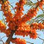 ซี บัคธอร์น (ผลไม้มหัศจรรย์) Sea Buckthorn 20 เมล็ด