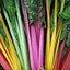 เมล็ดผักสลัด Mixed colors Swiss Chard 50 เมล็ด