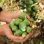 กะหล่ำดาว สีเขียว Green Brussels Sprout 100 เมล็ด