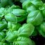 โหระพาฝรั่ง สีเขียว SWEET GENOVESE BASIL Herb 200 เมล็ด
