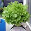 ผักสลัด กรีนโอ๊ค Green Oak Lettuce 100 เมล็ด