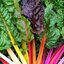 เมล็ดผักสลัด Mixed colors Swiss Chard 50 เมล็ด