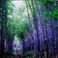 ไผ่สีม่วง 5 เมล็ด