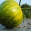 มะเขือเทศ พันธุ์กรีน ซีบร้า Green Zebra tomato 10 เมล็ด